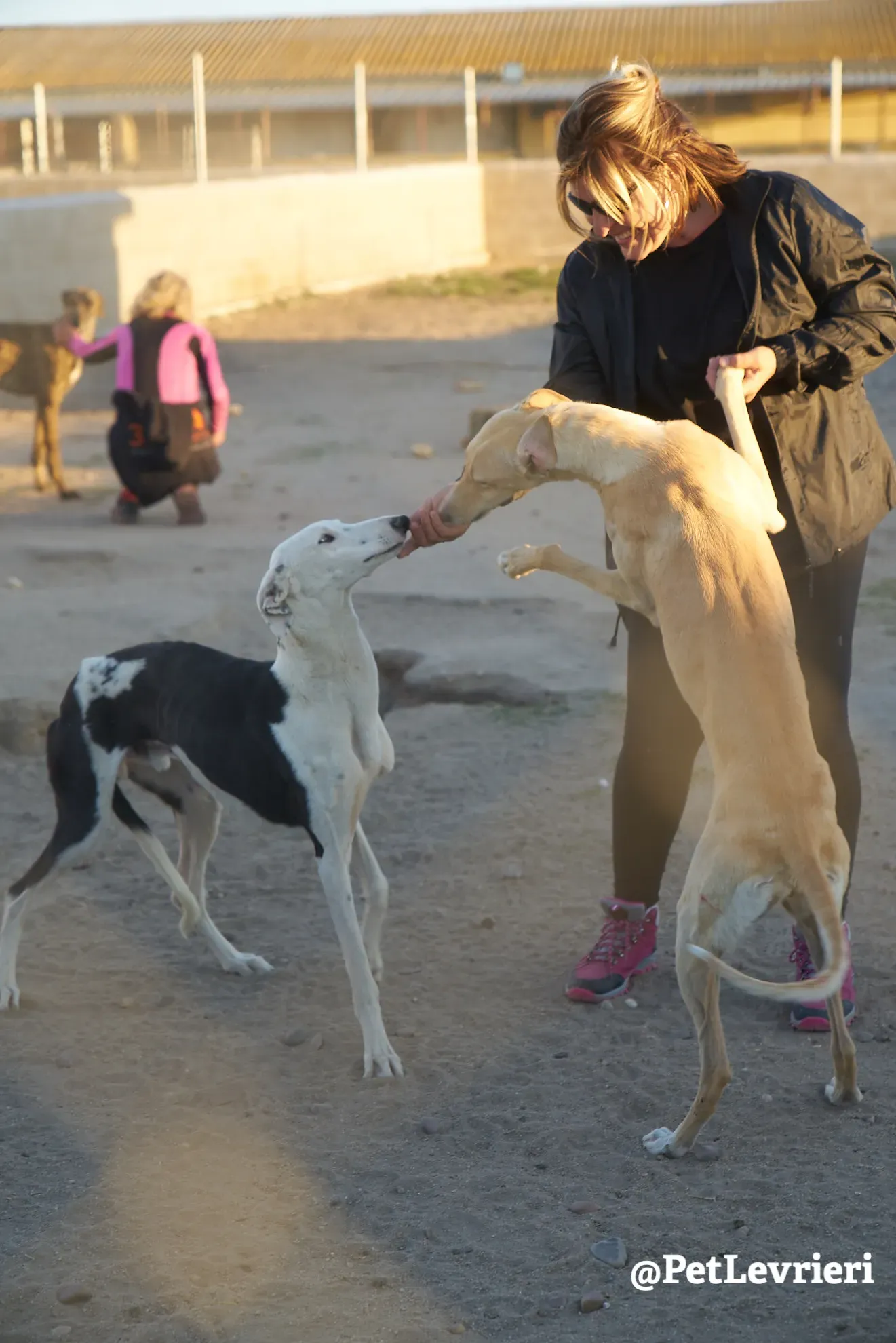 spotty adozione galgo 1