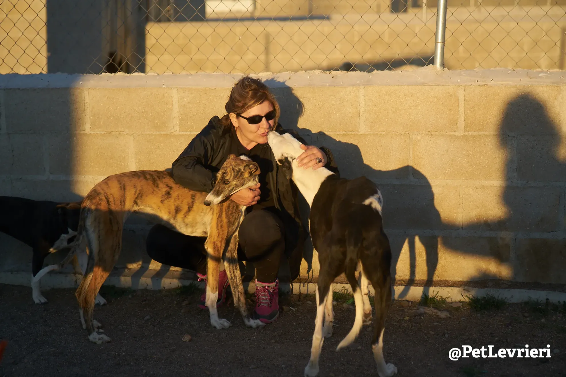 spotty adozione galgo 2