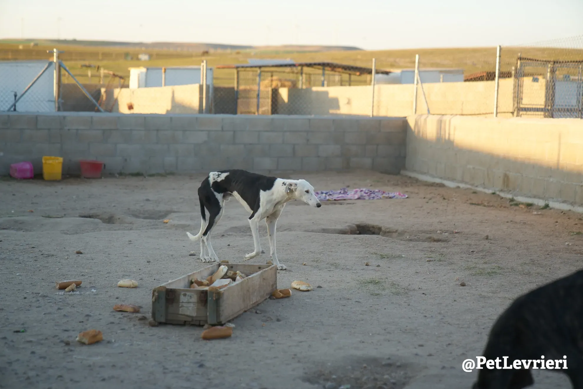 spotty adozione galgo 3