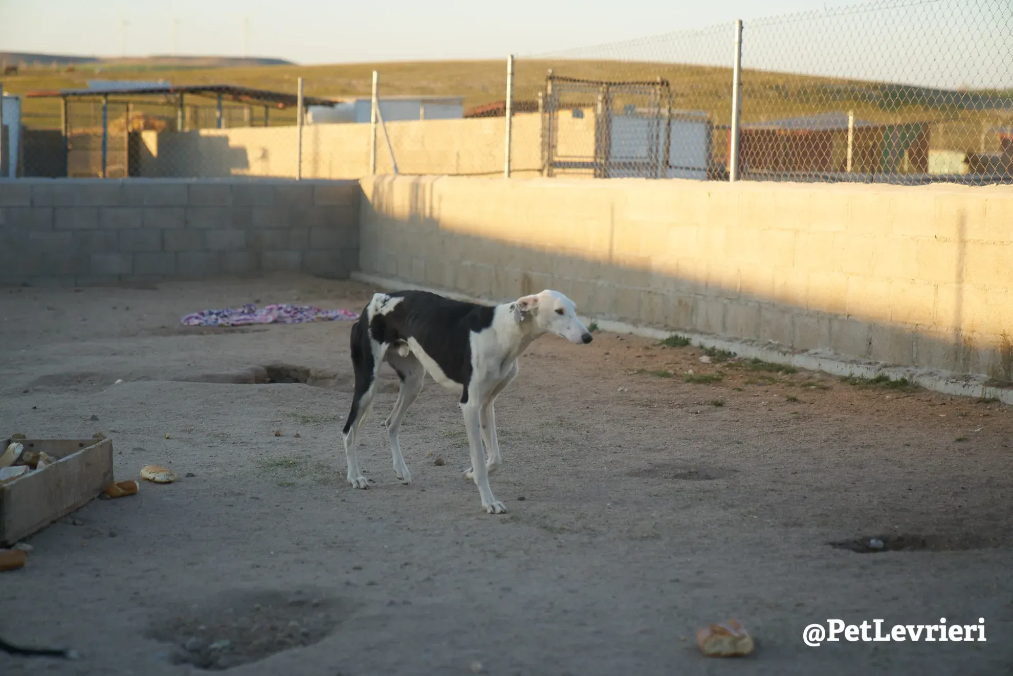 spotty adozione galgo 4