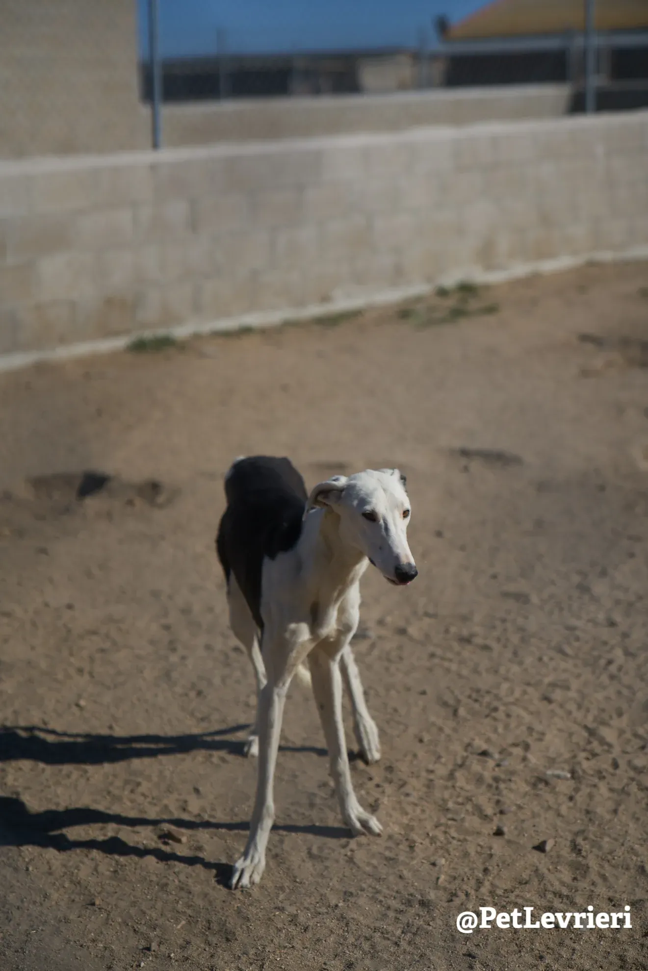 spotty adozione galgo 5