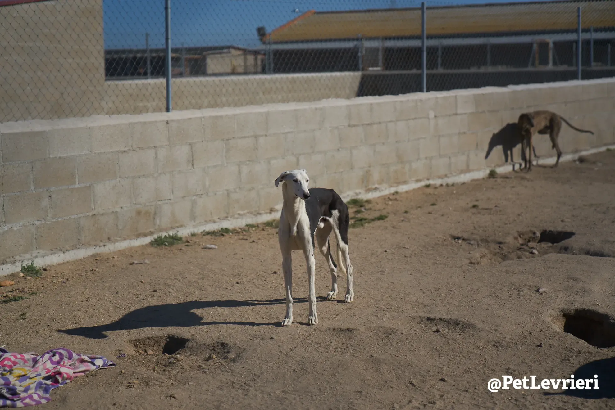 spotty adozione galgo 6