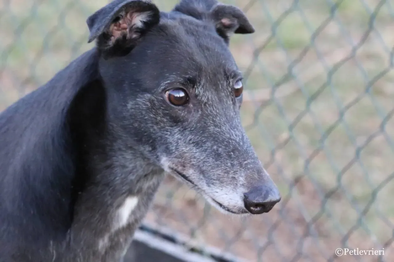 sprite point adozione greyhound macao 1 1