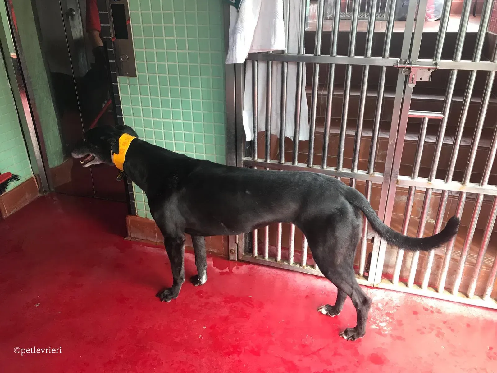 sprite point adozione greyhound macao 1