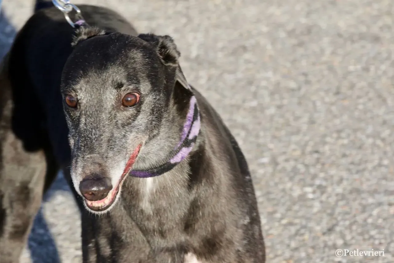 sprite point adozione greyhound macao 10