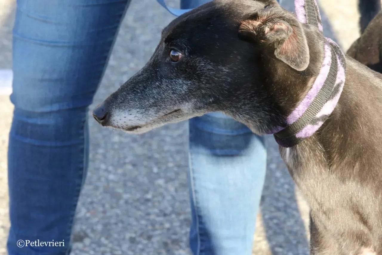 sprite point adozione greyhound macao 11