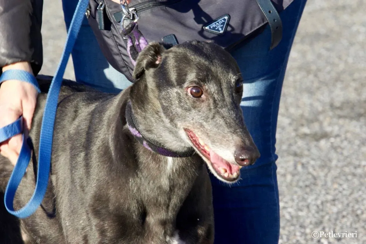 sprite point adozione greyhound macao 12