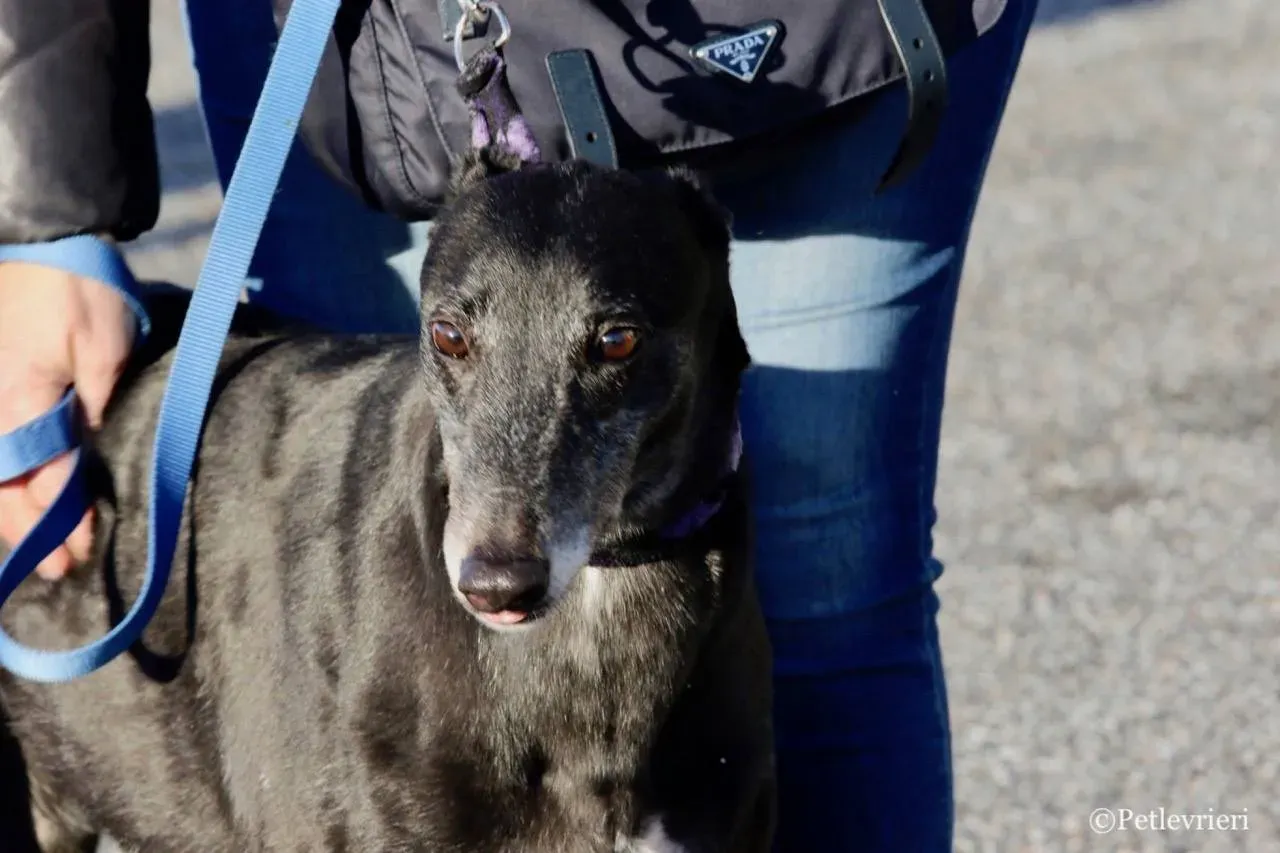 sprite point adozione greyhound macao 13