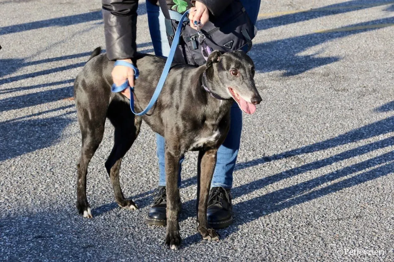 sprite point adozione greyhound macao 14