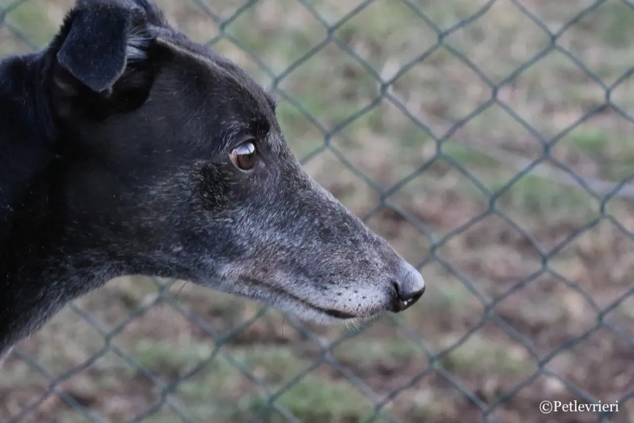 sprite point adozione greyhound macao 15