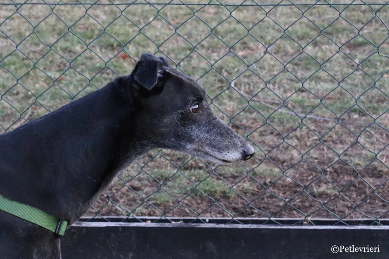 sprite point adozione greyhound macao 16