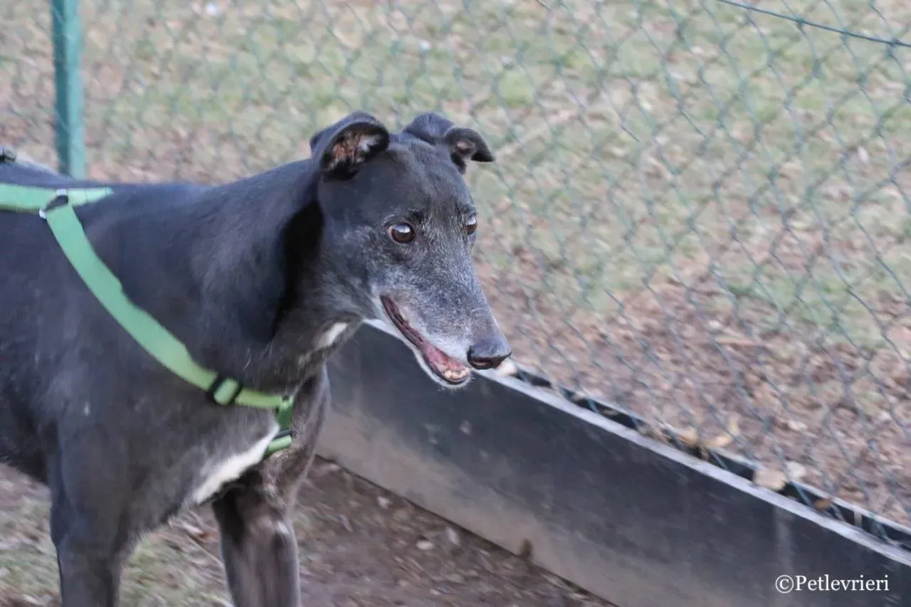 sprite point adozione greyhound macao 17