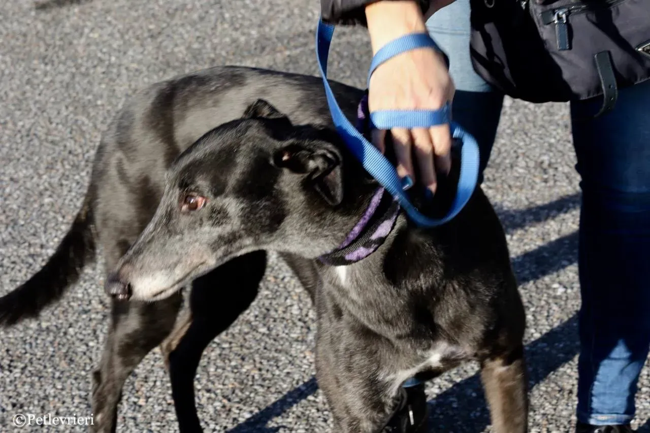 sprite point adozione greyhound macao 2 1