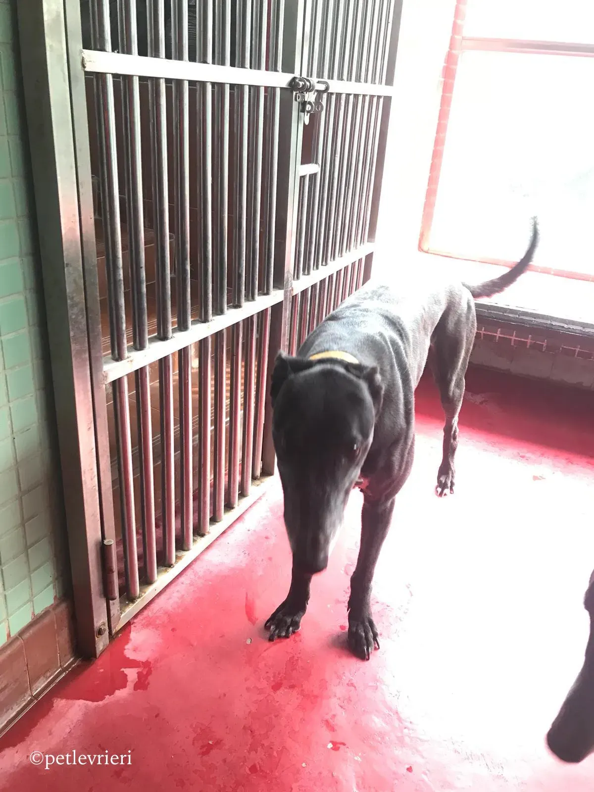 sprite point adozione greyhound macao 2