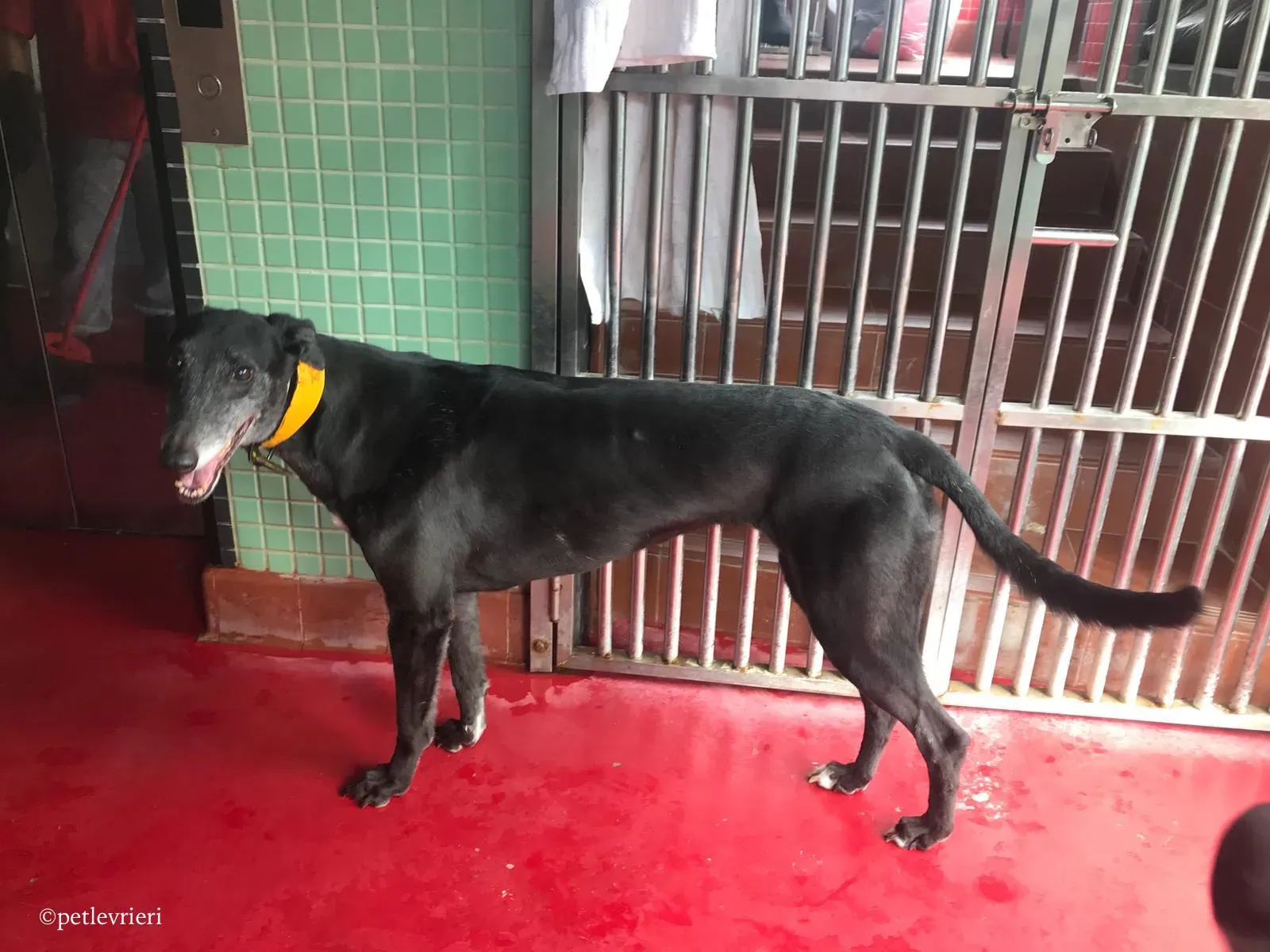 sprite point adozione greyhound macao 3 1