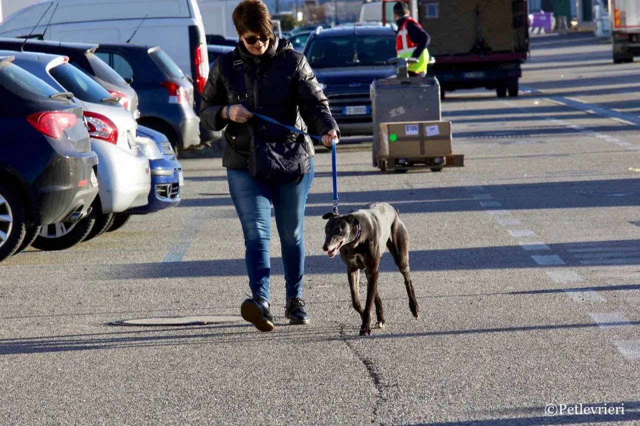 sprite point adozione greyhound macao 3 2