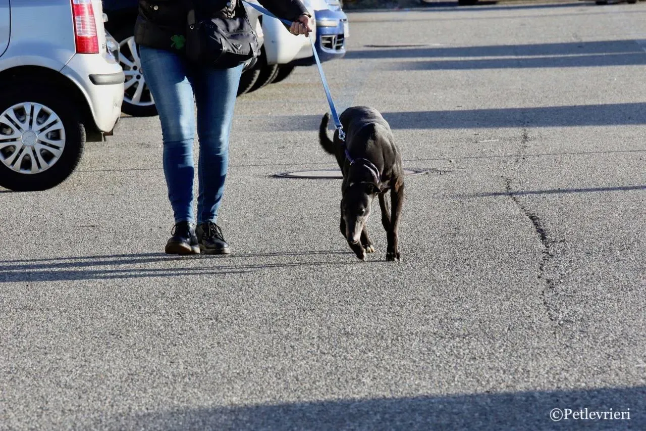 sprite point adozione greyhound macao 4 1