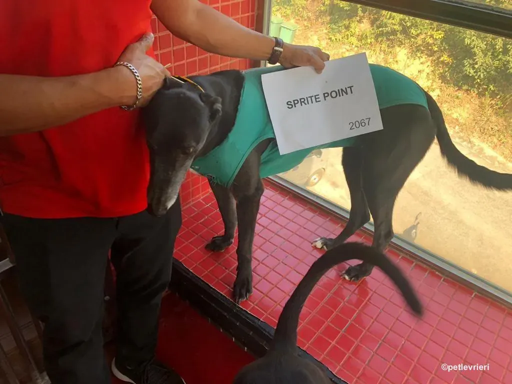sprite point adozione greyhound macao 4
