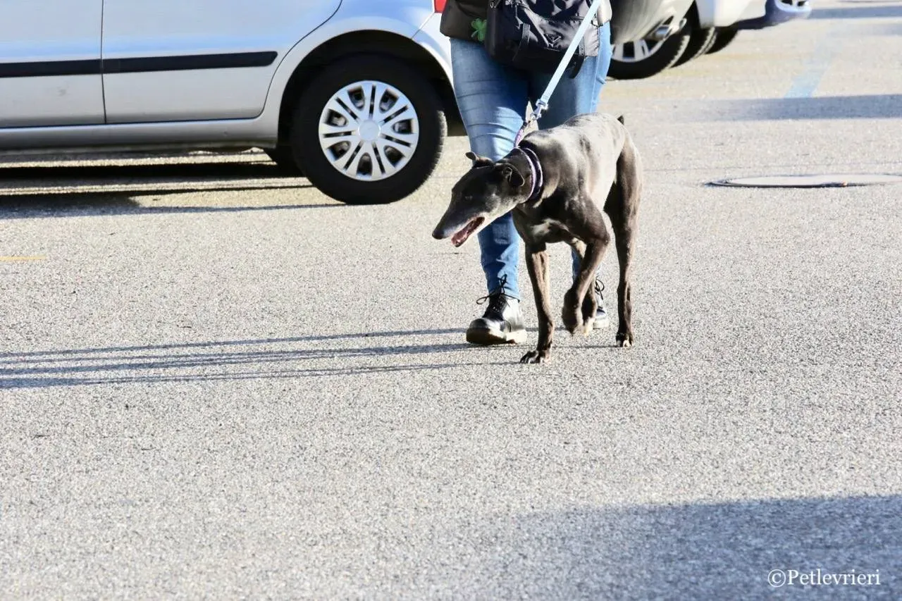 sprite point adozione greyhound macao 5 1
