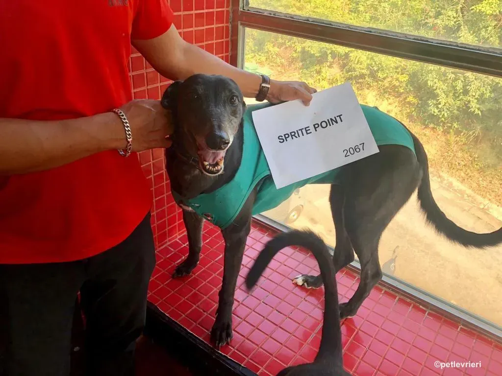 sprite point adozione greyhound macao 5