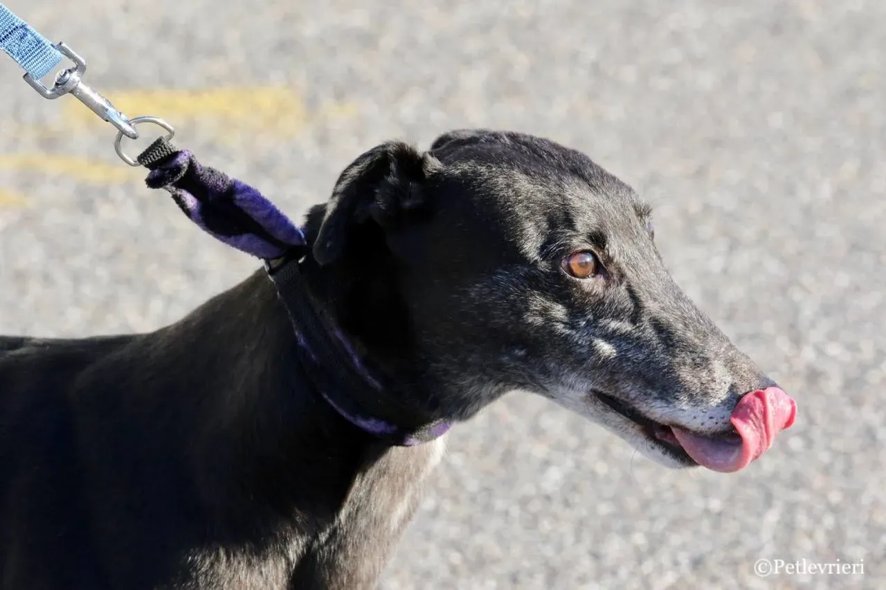 sprite point adozione greyhound macao 6 1