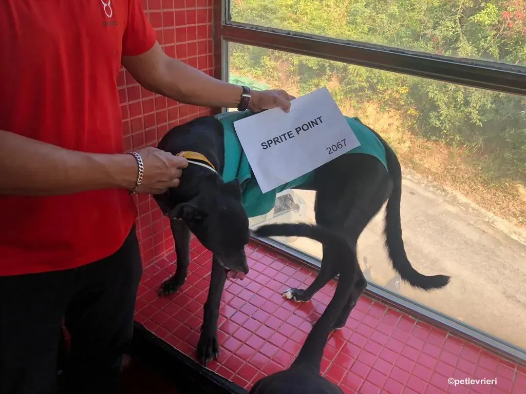 sprite point adozione greyhound macao 6