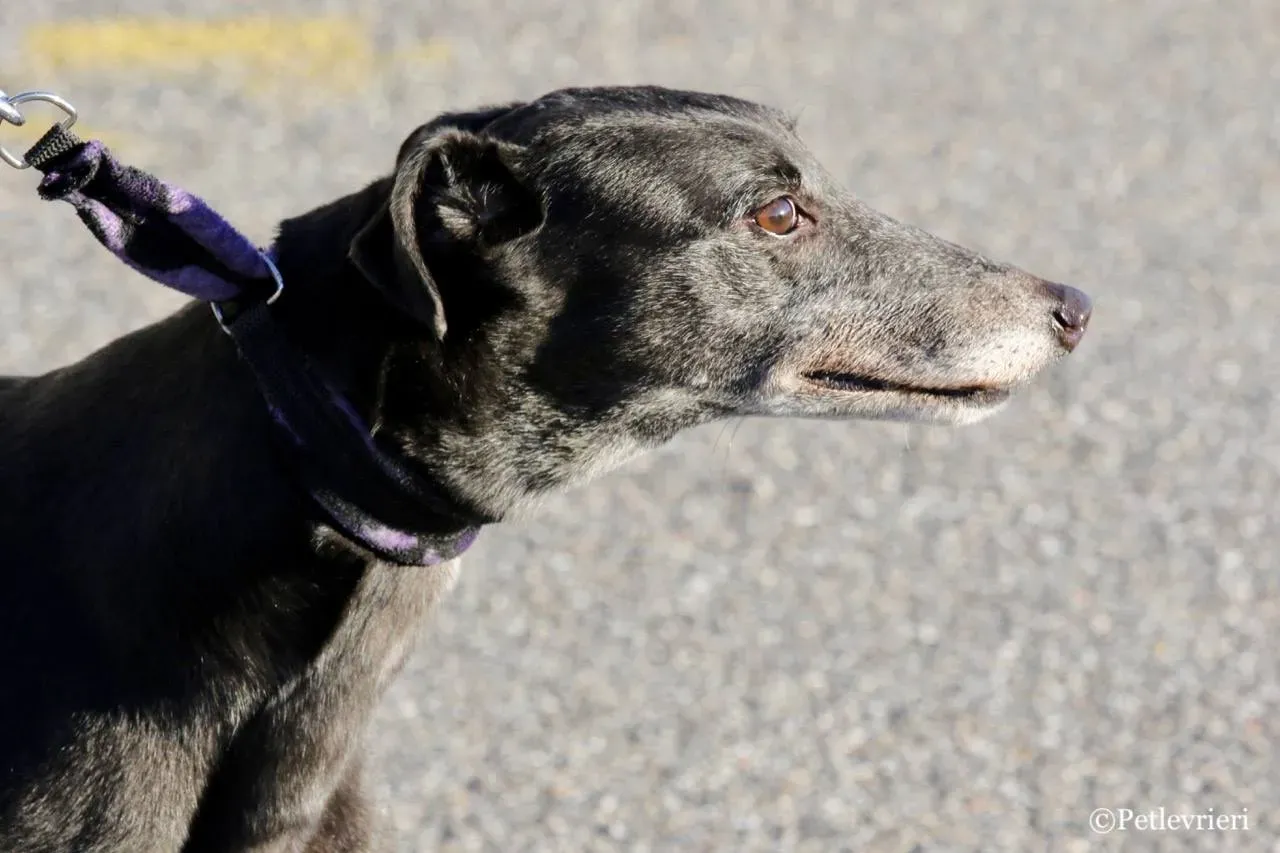 sprite point adozione greyhound macao 7 1