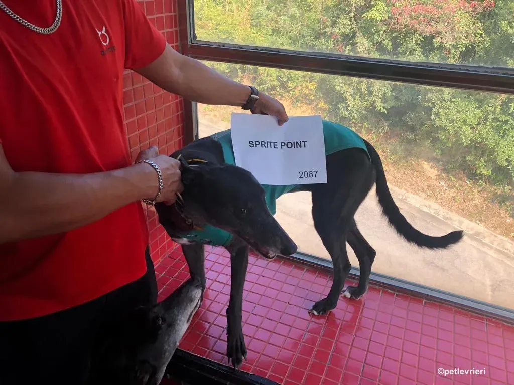 sprite point adozione greyhound macao 7