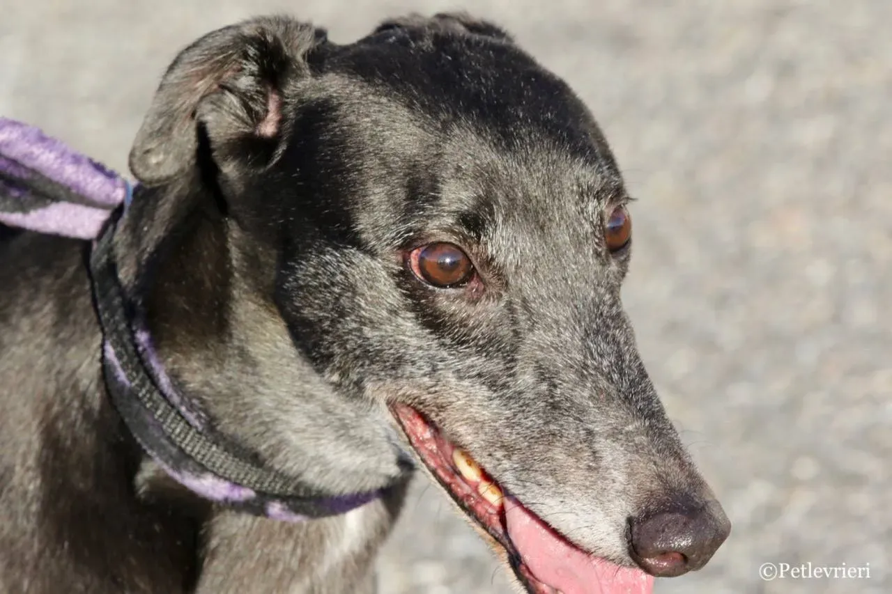 sprite point adozione greyhound macao 8 1