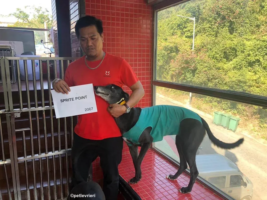 sprite point adozione greyhound macao 8
