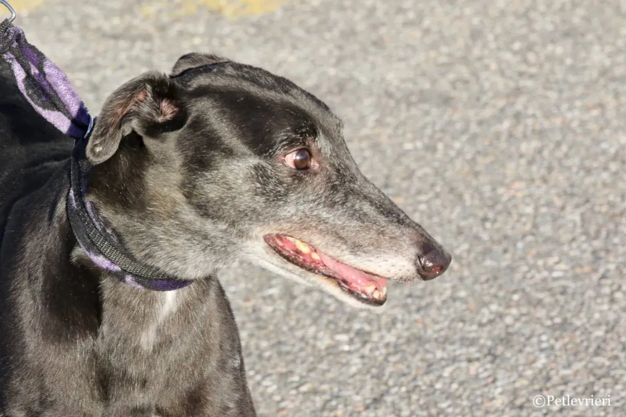 sprite point adozione greyhound macao 9 1