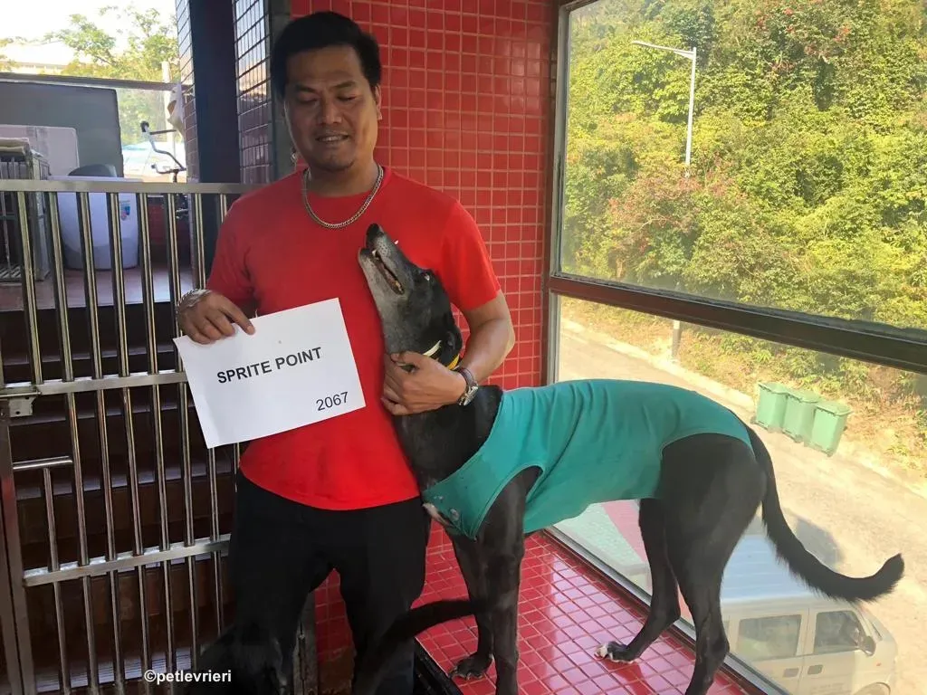 sprite point adozione greyhound macao 9