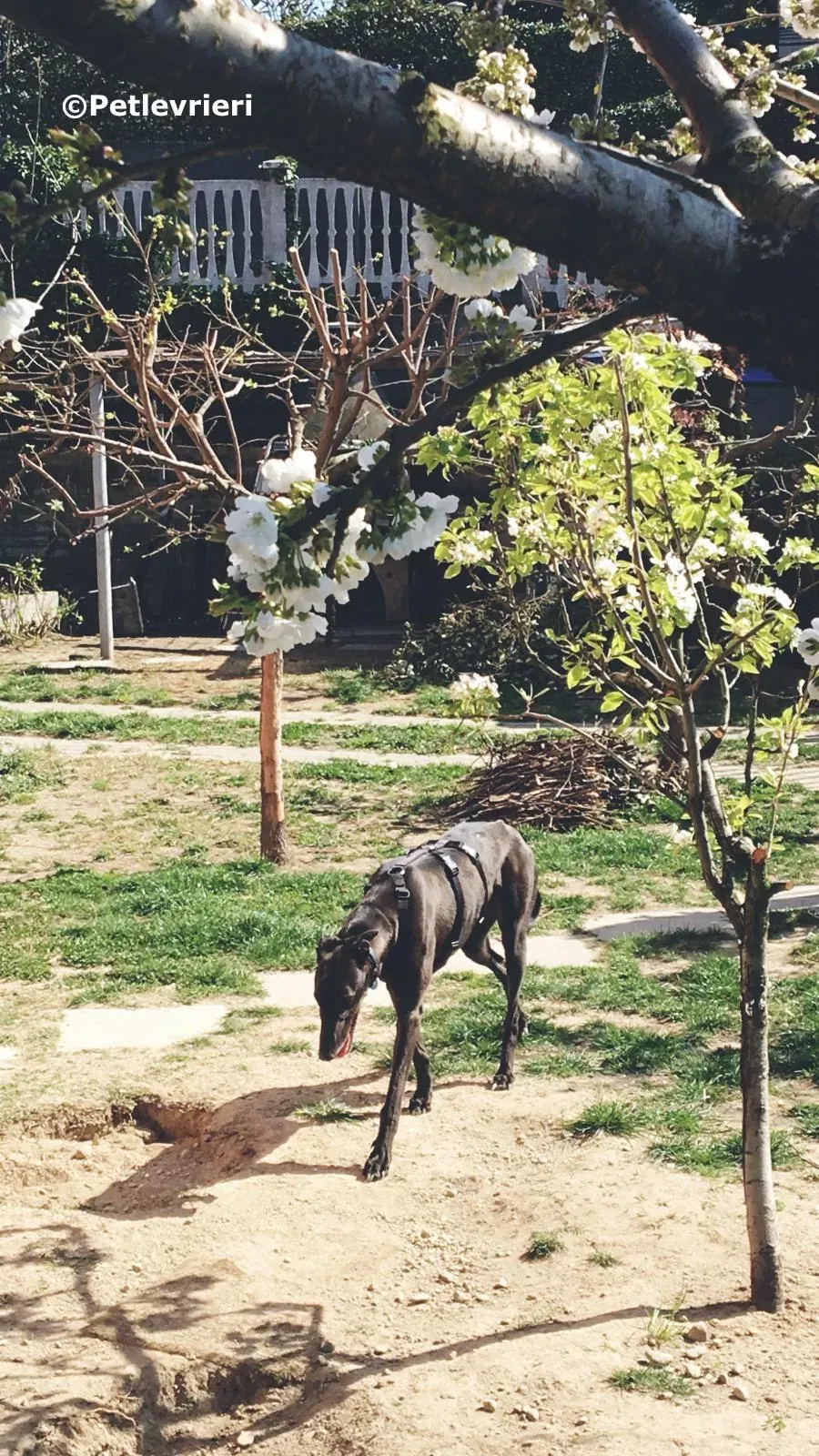 spritely keroma adozione greyhound macao 1 1