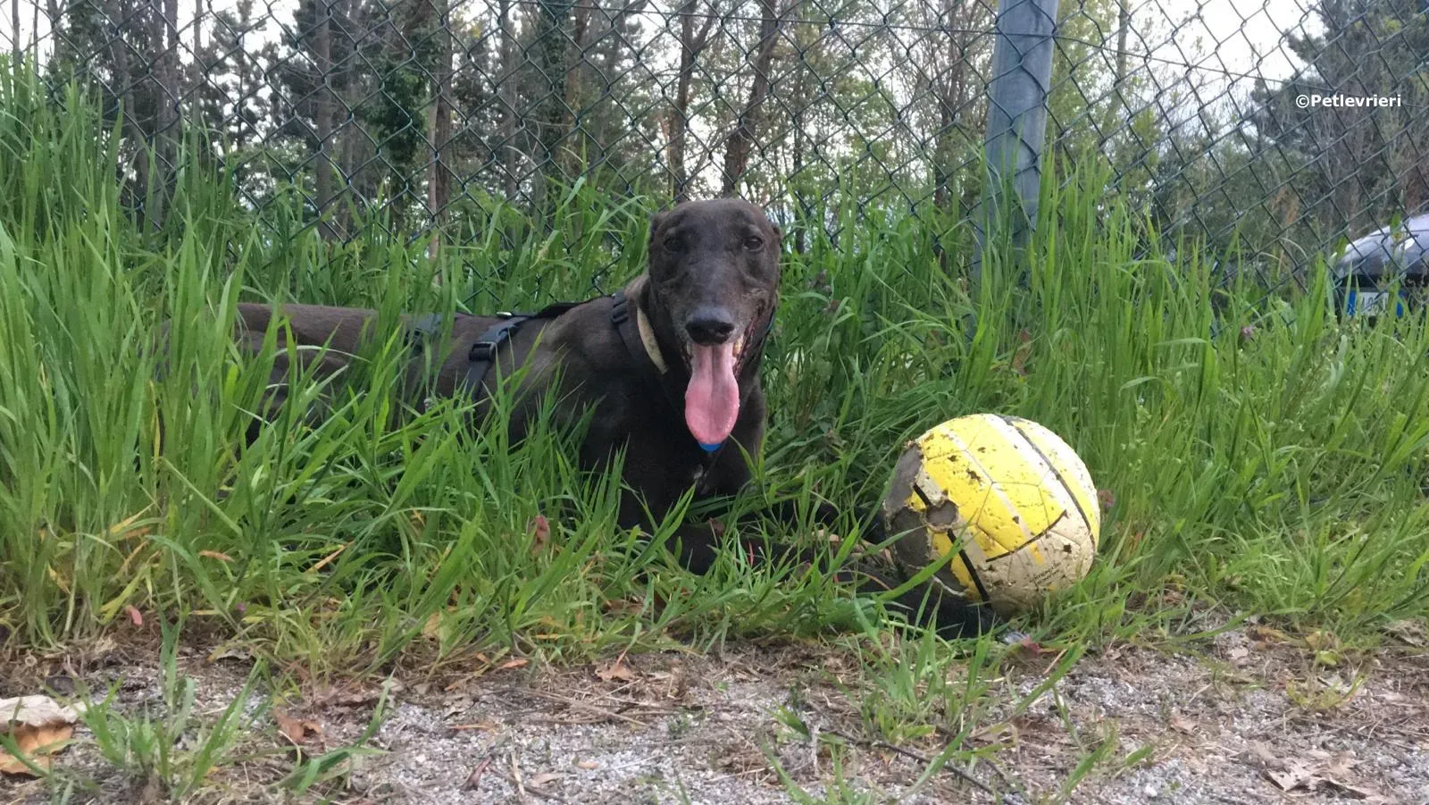 spritely keroma adozione greyhound macao 1 2