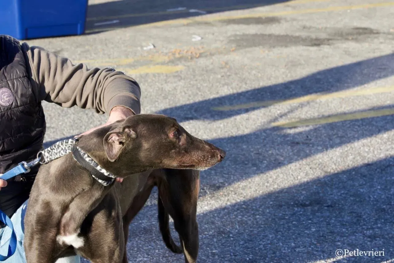 spritely keroma adozione greyhound macao 11