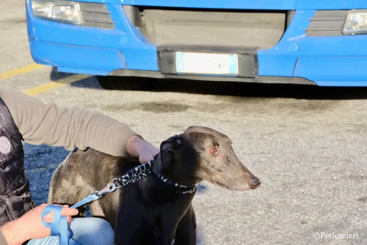 spritely keroma adozione greyhound macao 12