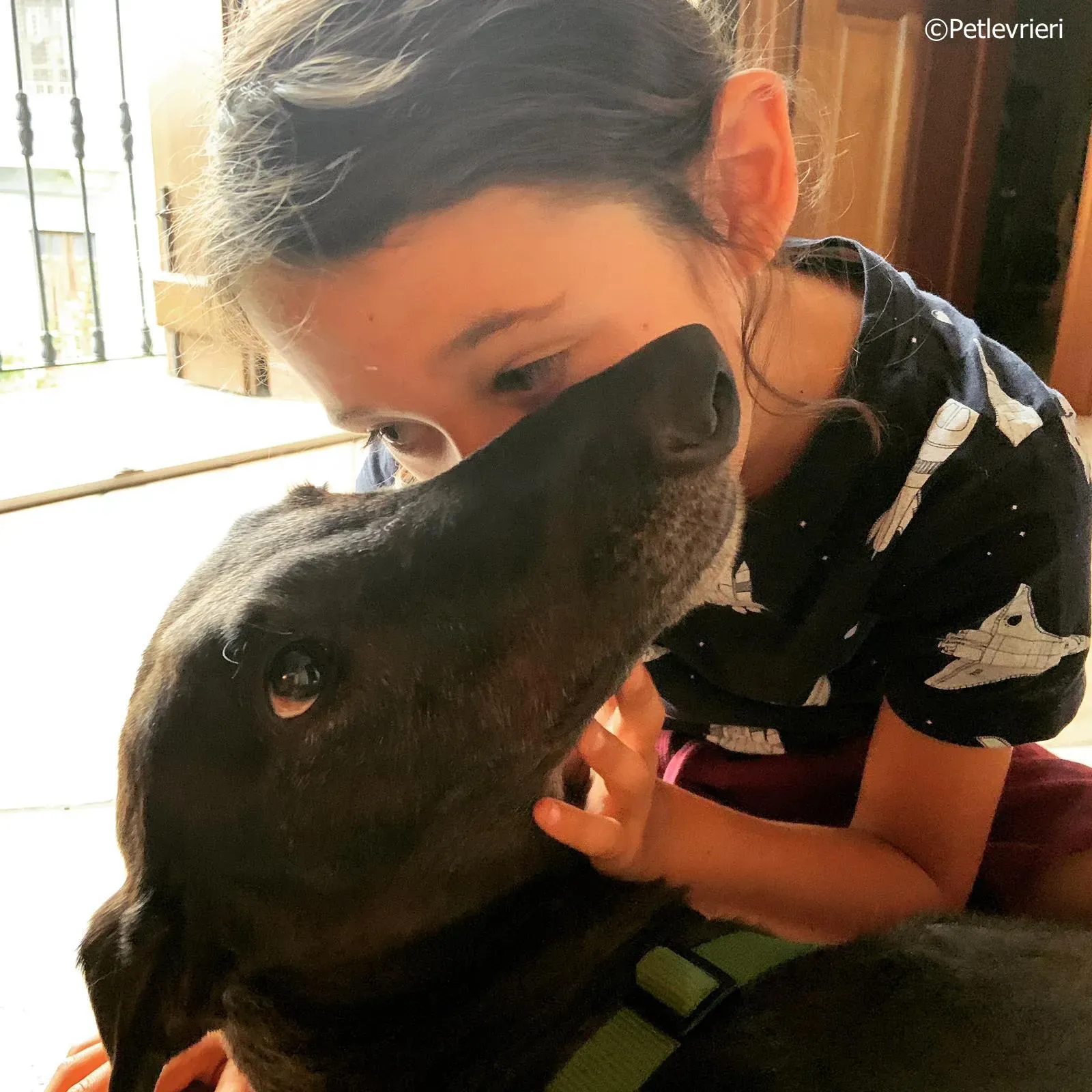 spritely keroma adozione greyhound macao 2