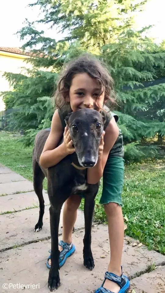 spritely keroma adozione greyhound macao 3