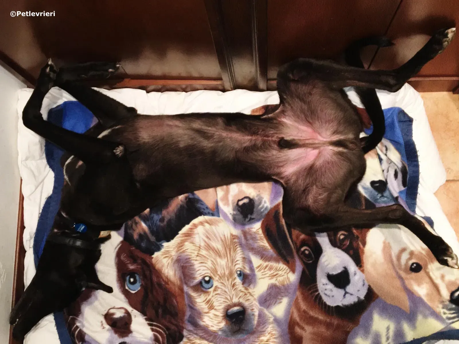 spritely keroma adozione greyhound macao 2 1