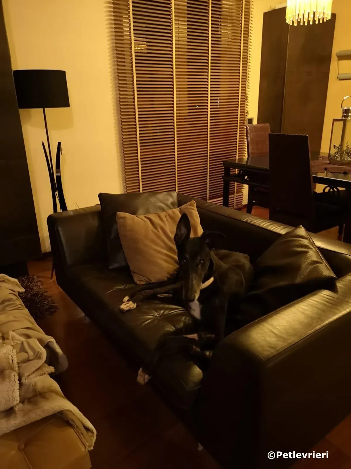 spritely keroma adozione greyhound macao 3 1