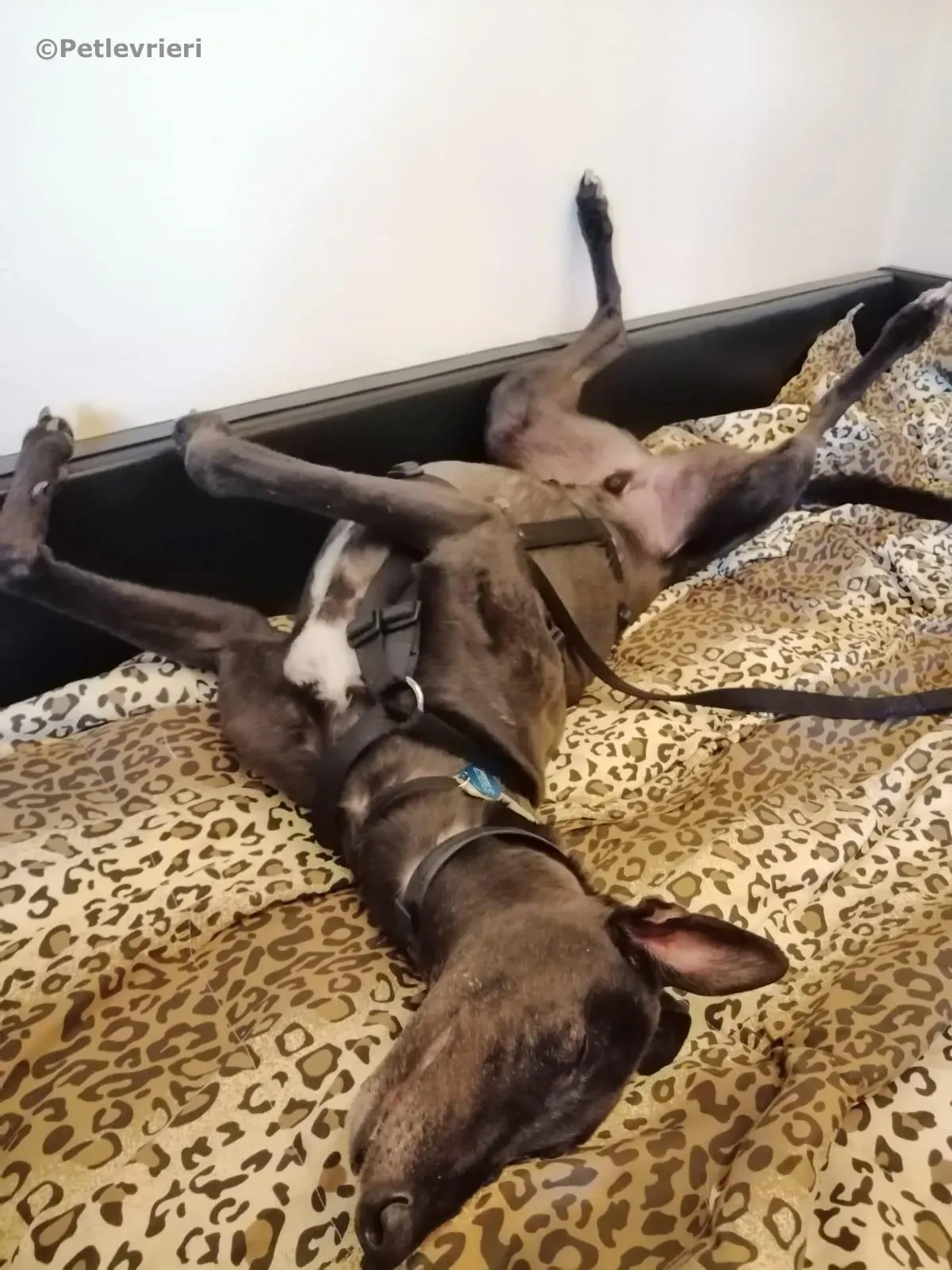 spritely keroma adozione greyhound macao 4 1