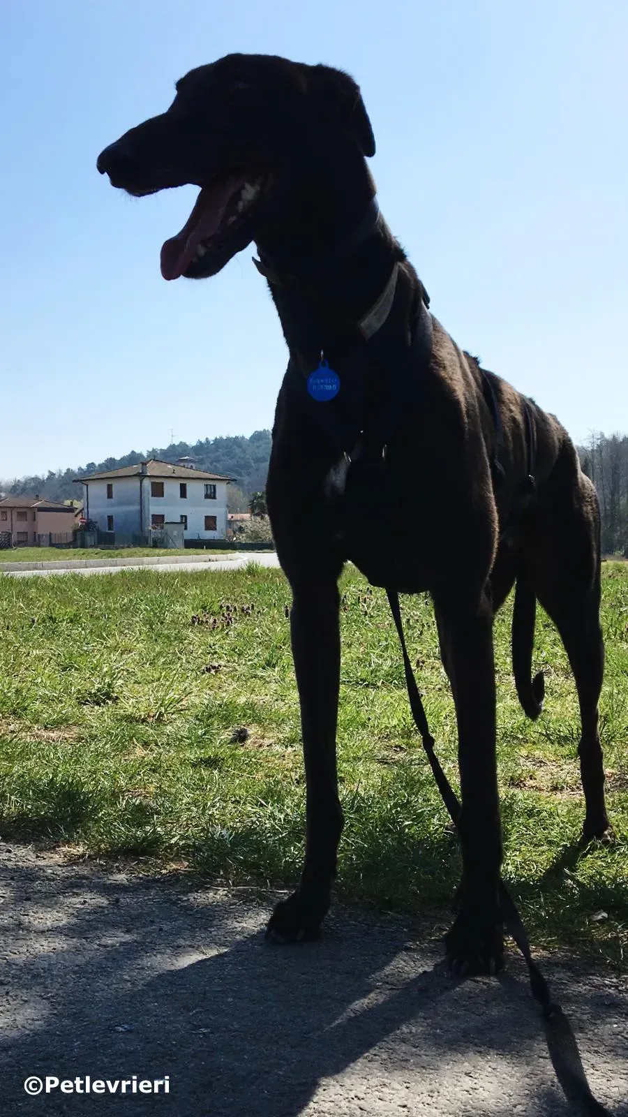 spritely keroma adozione greyhound macao 5 1