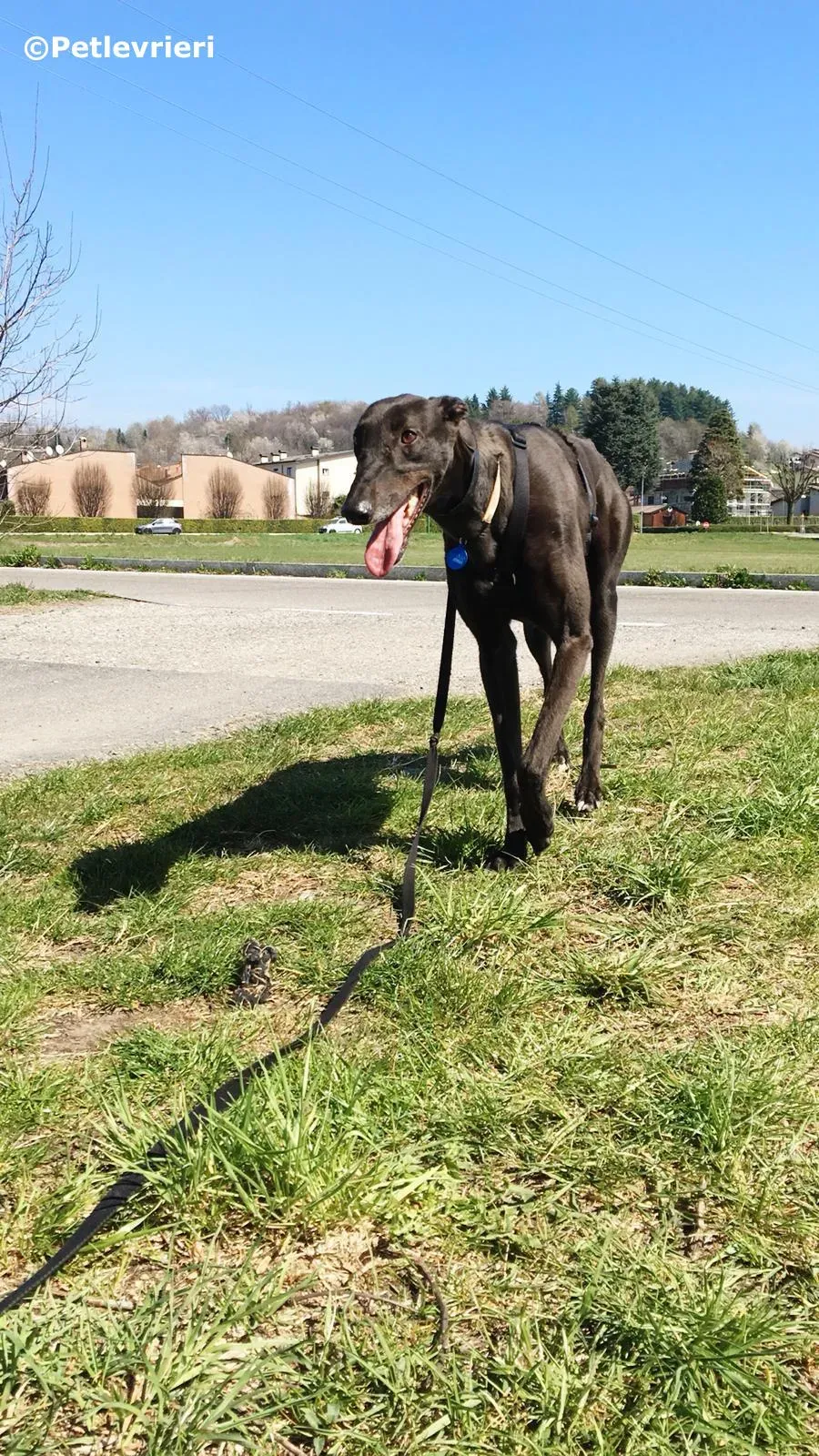 spritely keroma adozione greyhound macao 6 1