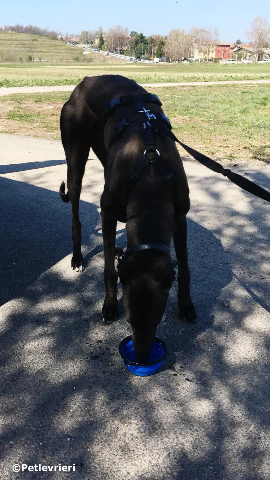 spritely keroma adozione greyhound macao 7 2