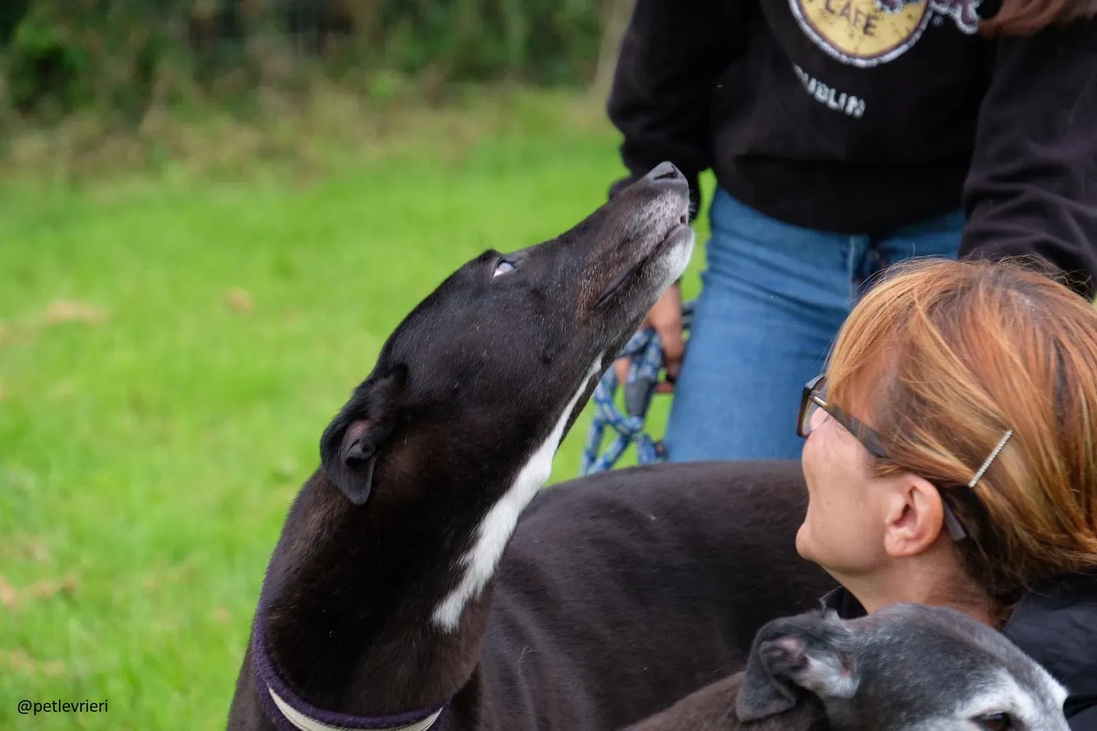 spud adozione greyhound 1 1