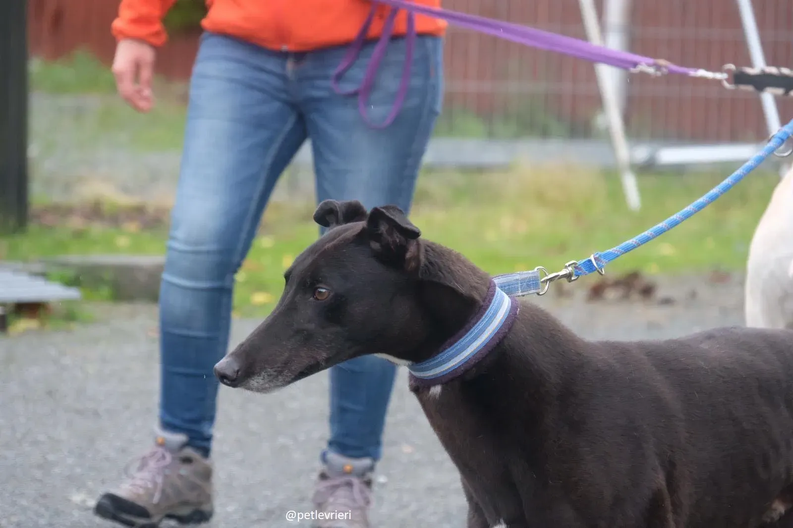 spud adozione greyhound 1 2