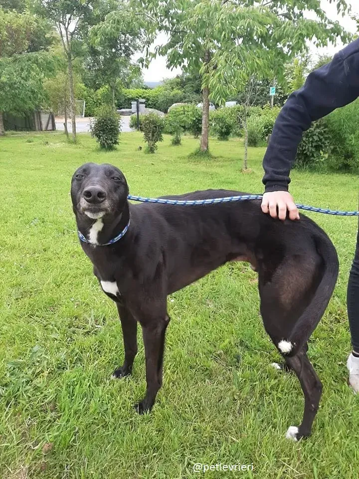 spud adozione greyhound 10