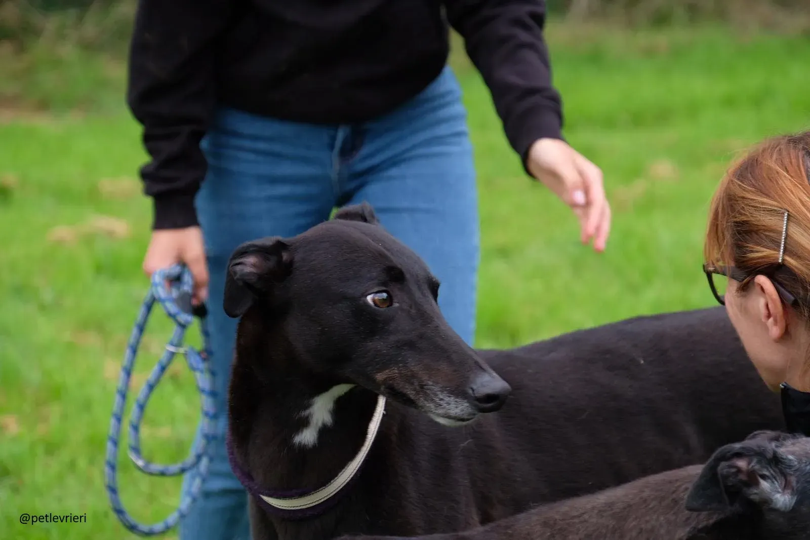 spud adozione greyhound 2 1