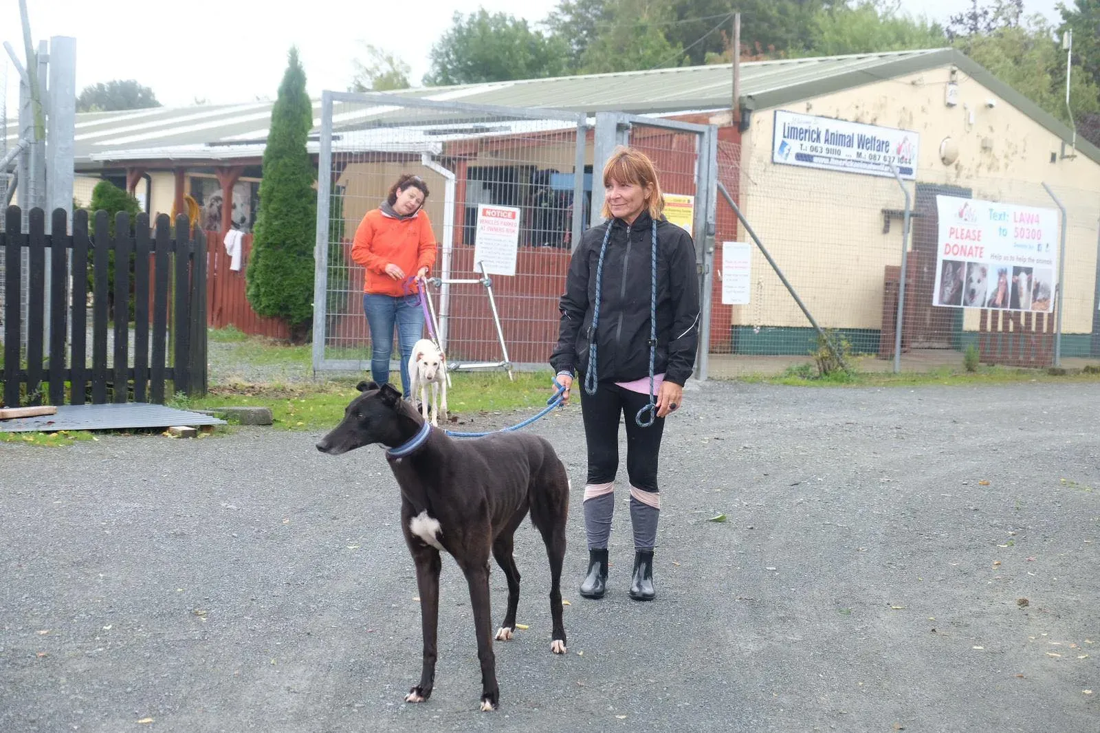 spud adozione greyhound 2 2