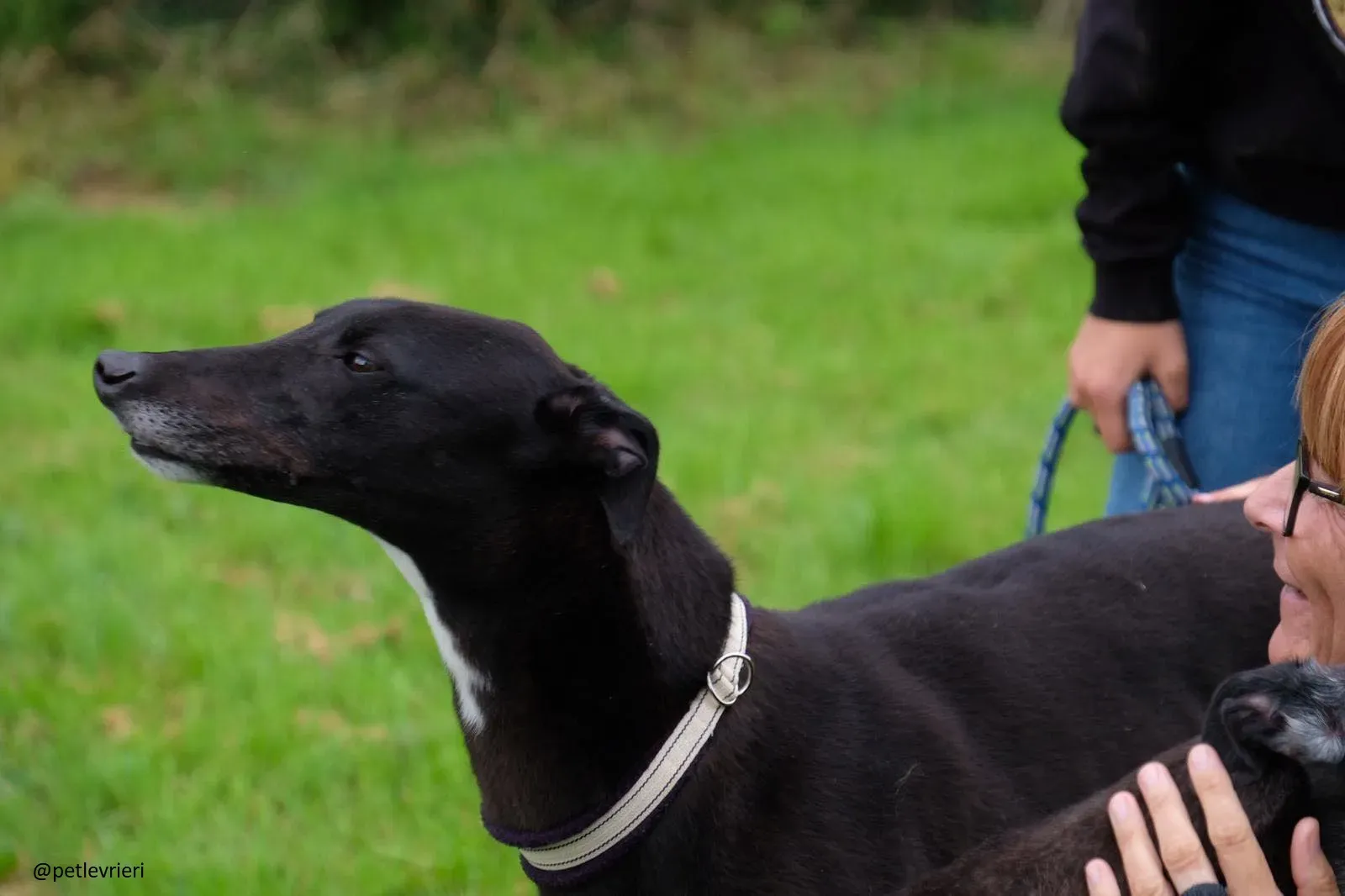 spud adozione greyhound 3 1